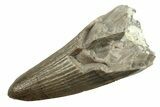 Jurassic Crocodile (Goniopholis?) Tooth - Colorado #269865-1